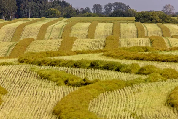 Cosecha Canola Swath Saskatchewan Campo Combinar Listo — Foto de Stock