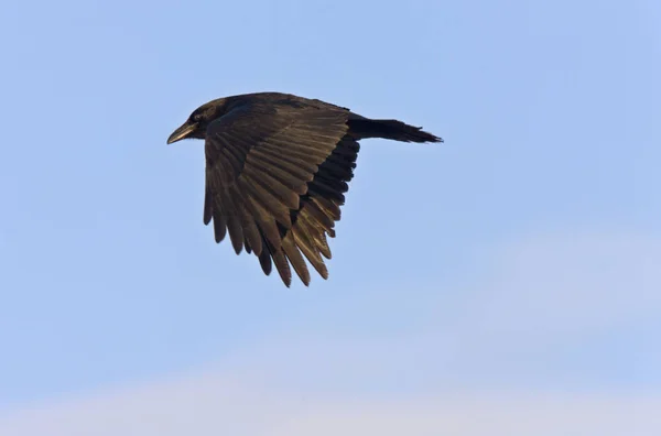 Crow Raven Flight Närbild — Stockfoto