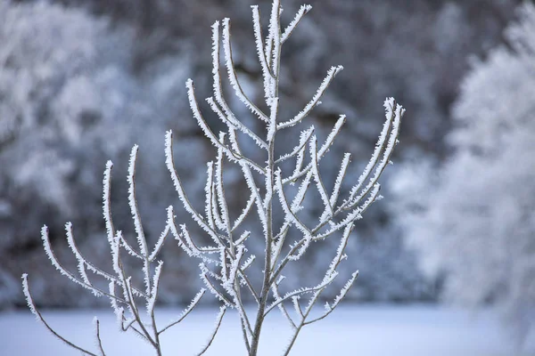 Winter Frost Saskatchewan Canada Ice Storm Danger — Stock Photo, Image