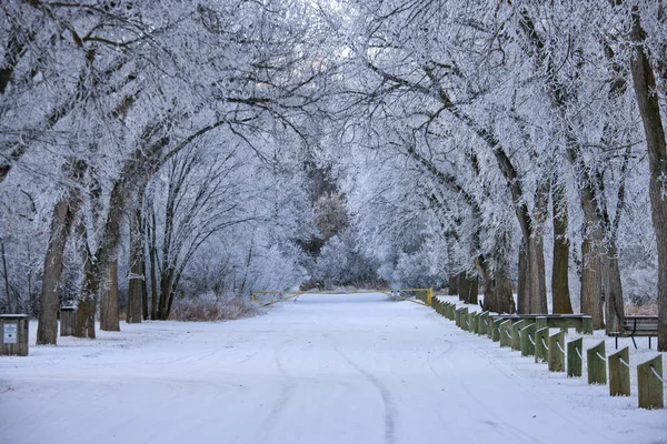 Winter Frost Saskatchewan Kanada Isstorm Fara — Stockfoto