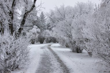 Kış Buzu Saskatchewan Kanada buz fırtınası tehlikesi