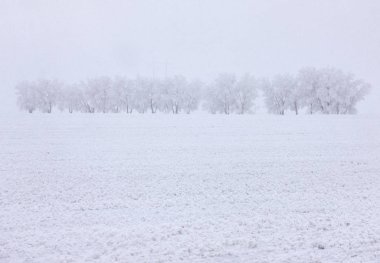 Kış Buzu Saskatchewan Kanada buz fırtınası tehlikesi