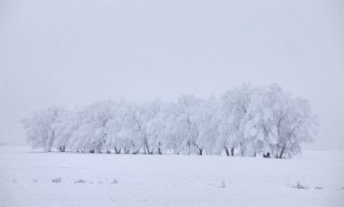 Kış Buzu Saskatchewan Kanada buz fırtınası tehlikesi