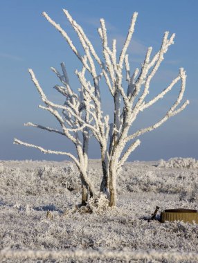 Kış Buzu Saskatchewan Kanada buz fırtınası tehlikesi