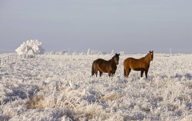 Kış Buzu Saskatchewan Kanada buz fırtınası atı