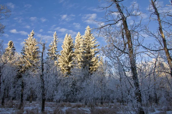 Inverno Gelo Saskatchewan Canada Pericolo Tempesta Ghiaccio — Foto Stock