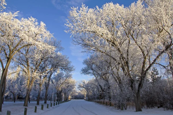 Invierno Helada Saskatchewan Canadá Peligro Tormenta Hielo —  Fotos de Stock