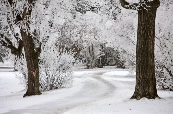 Winter Frost Saskatchewan Kanada Isstorm Fara — Stockfoto