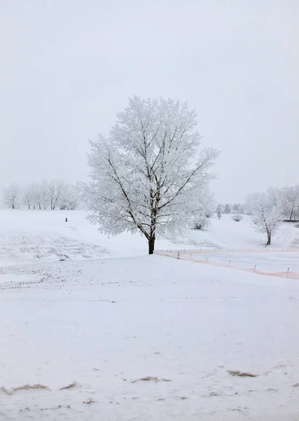 Invierno Helada Saskatchewan Canadá Peligro Tormenta Hielo — Foto de Stock