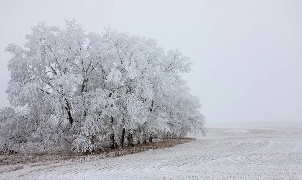 Zimowy Mróz Saskatchewan Kanada Zagrożenie Burzą Lodową — Zdjęcie stockowe