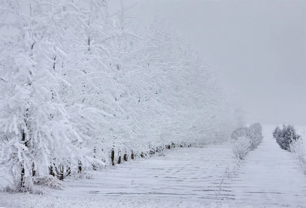 Froid Hivernal Saskatchewan Canada Tempête Verglas Danger — Photo