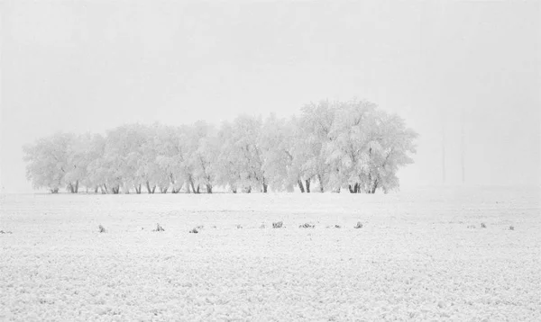 Winter Frost Saskatchewan Kanada Jégvihar Veszély — Stock Fotó