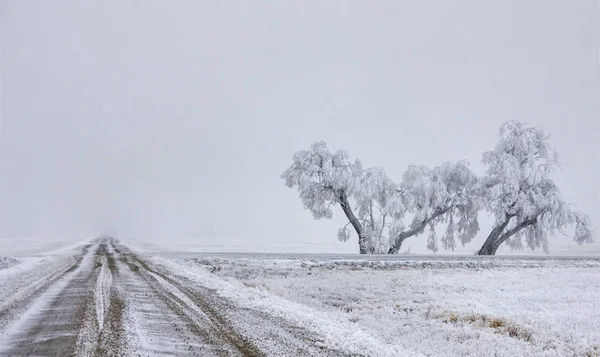 Zimní Mráz Saskatchewan Kanada Led Bouře Nebezpečí — Stock fotografie