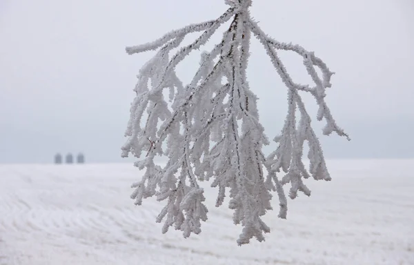 Invierno Helada Saskatchewan Canadá Peligro Tormenta Hielo — Foto de Stock