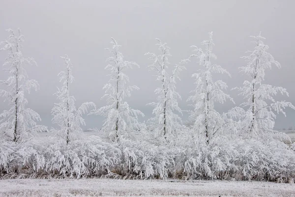 Froid Hivernal Saskatchewan Canada Tempête Verglas Danger — Photo