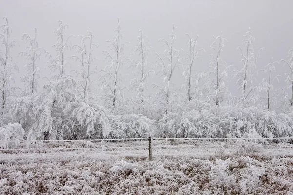 Winter Frost Saskatchewan Canada Ijsstorm Gevaar — Stockfoto