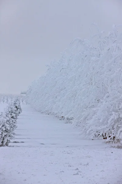 Invierno Helada Saskatchewan Canadá Peligro Tormenta Hielo —  Fotos de Stock