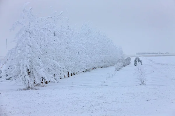 Zimowy Mróz Saskatchewan Kanada Zagrożenie Burzą Lodową — Zdjęcie stockowe