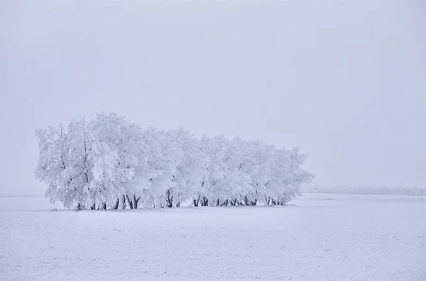 Inverno Gelo Saskatchewan Canada Pericolo Tempesta Ghiaccio — Foto Stock