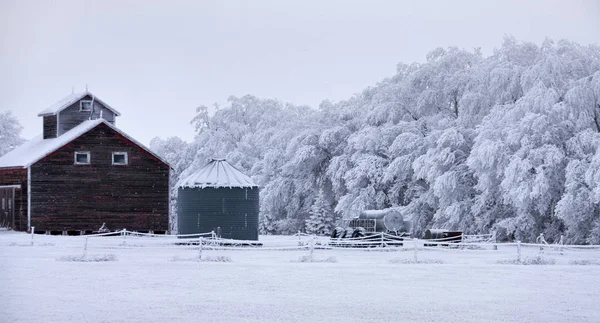 Winter Frost Saskatchewan Canada Ijsstorm Gevaar — Stockfoto