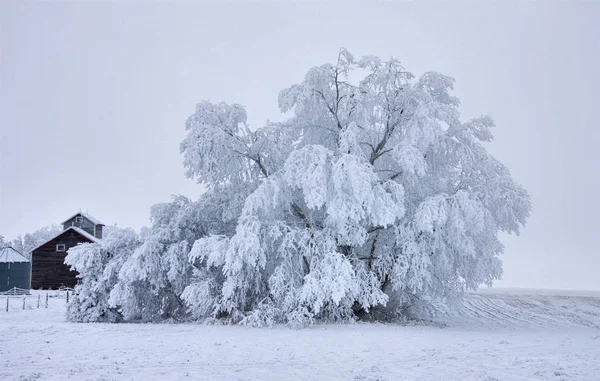 Froid Hivernal Saskatchewan Canada Tempête Verglas Danger — Photo