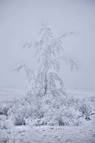 Froid Hivernal Saskatchewan Canada Tempête Verglas Danger — Photo