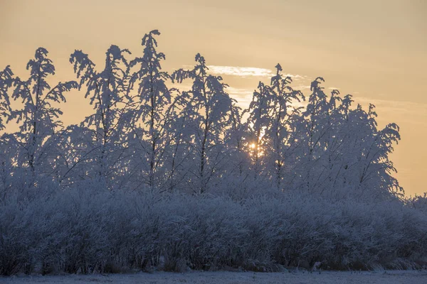Kış Buzu Saskatchewan Kanada buz fırtınası gündoğumu