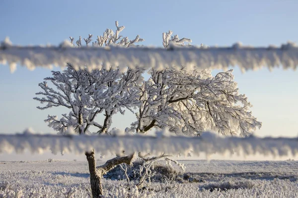 Inverno Geada Saskatchewan Canadá Perigo Tempestade Gelo — Fotografia de Stock