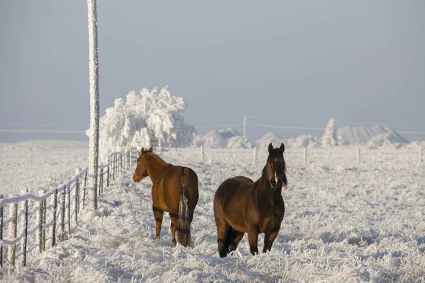 Winter Frost Saskatchewan Kanada Eissturm Pferd — Stockfoto