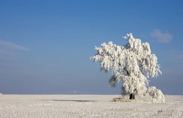 Zimní Mráz Saskatchewan Kanada Led Bouře Nebezpečí — Stock fotografie