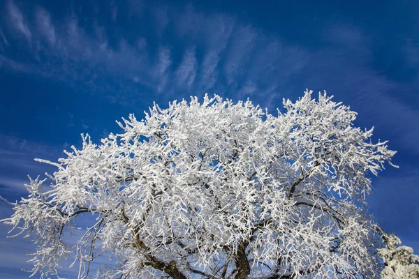 Winter Frost Saskatchewan Kanada Isstorm Fara — Stockfoto