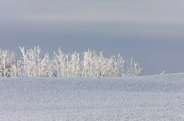 Invierno Helada Saskatchewan Canadá Peligro Tormenta Hielo —  Fotos de Stock