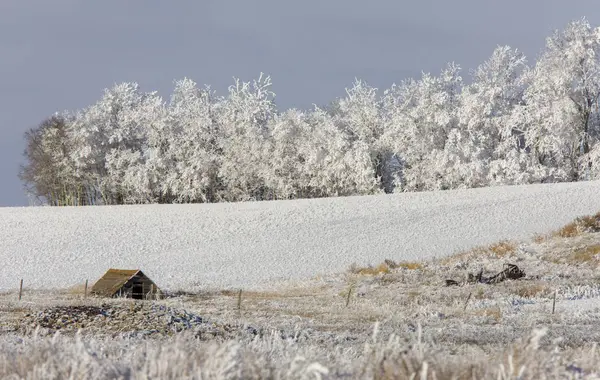 Зимний Мороз Саскачеване — стоковое фото