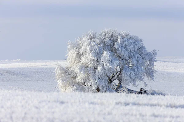 Invierno Helada Saskatchewan Canadá Peligro Tormenta Hielo — Foto de Stock