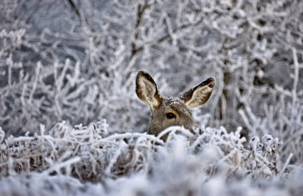 Winter Frost Saskatchewan Canada Ice Storm Deer — Stock Photo, Image