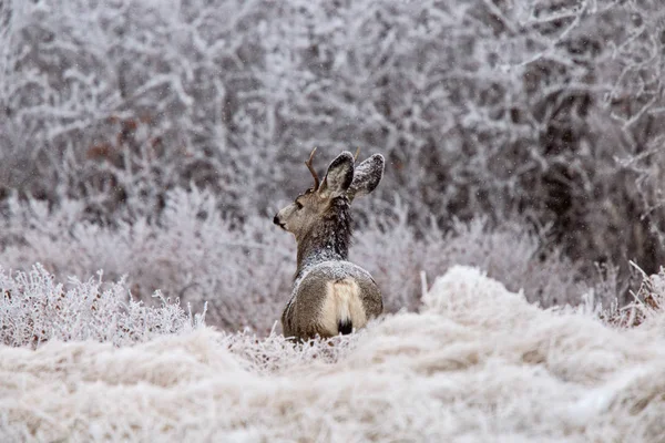 Winter Frost Saskatchewan Canada Ice Storm Deer — Stock Photo, Image