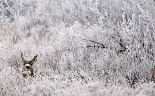Invierno Frost Saskatchewan Canadá Ciervo Tormenta Hielo — Foto de Stock