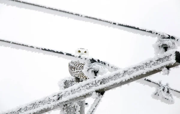 加拿大萨斯喀彻温省冬季霜冻雪暴猫头鹰 — 图库照片