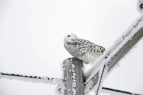 加拿大萨斯喀彻温省冬季霜冻雪暴猫头鹰 — 图库照片