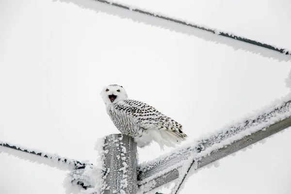 加拿大萨斯喀彻温省冬季霜冻雪暴猫头鹰 — 图库照片