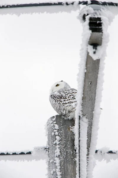 加拿大萨斯喀彻温省冬季霜冻雪暴猫头鹰 — 图库照片