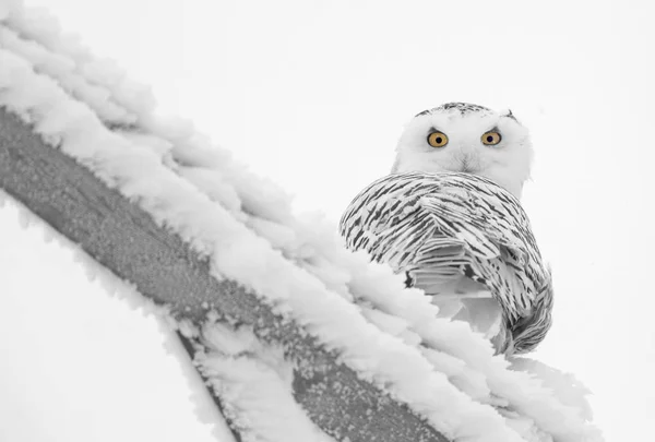 加拿大萨斯喀彻温省冬季霜冻雪暴猫头鹰 — 图库照片