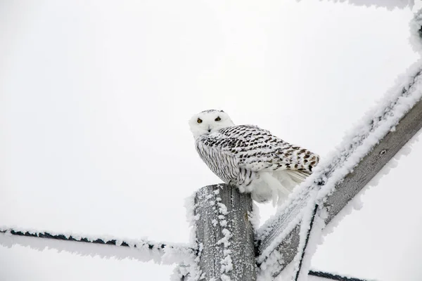 Zimní Mráz Saskatchewan Kanada Ledová Bouře Snowy Owl — Stock fotografie