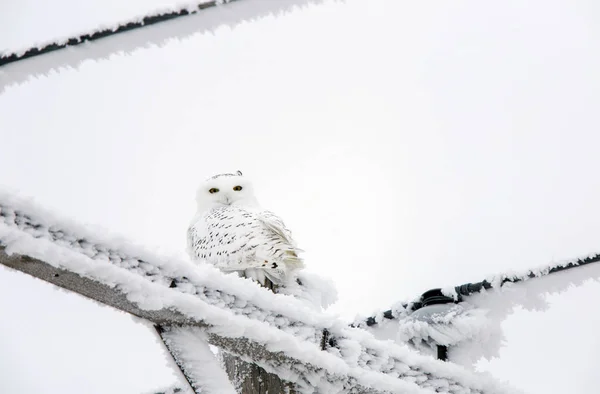 Zimní Mráz Saskatchewan Kanada Ledová Bouře Snowy Owl — Stock fotografie