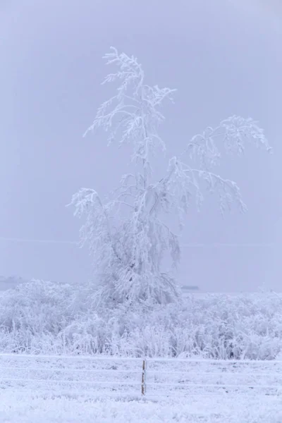 加拿大萨斯喀彻温省冬季霜冻冰风暴的危险 — 图库照片