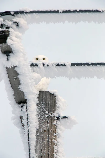 冬の霜サスカチュワンカナダ氷の嵐雪のフクロウ — ストック写真