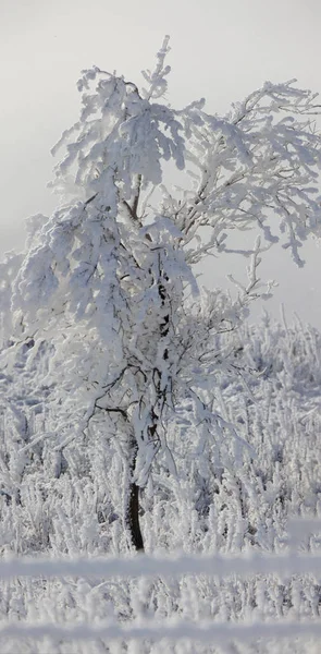 Winter Frost Saskatchewan Canada Ijsstorm Gevaar — Stockfoto