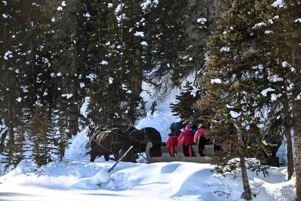 Randonnées en traîneau d'hiver — Photo