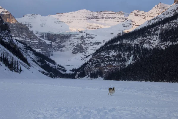 Льодовий каток озера Луїза собаки Ліцензійні Стокові Зображення