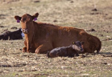Sığır Calving Sezon